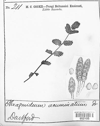 Phragmidium acuminatum image
